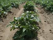 potato-field-agriculture-food-839465.jpg