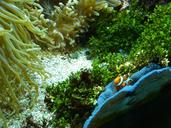 reef-coral-reef-aquarium-underwater-1341602.jpg