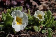 primrose-white-leaves-leaf-1305729.jpg