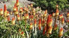 cactus-flower-orange-red-aloe-vera-676714.jpg