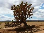 joshua-tree-josuabaum-yucca-3994.jpg