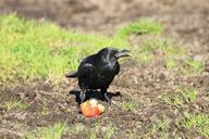 crow-raven-raven-bird-black-bird-519150.jpg