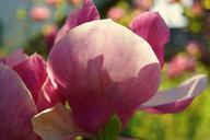 magnolia-blossom-close-323179.jpg