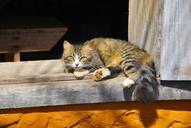 animals-cat-observation-431196.jpg