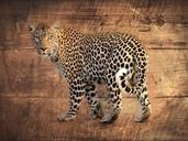 leopard-wood-africa-gimp-1267043.jpg