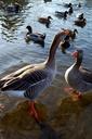 geese-oca-nature-pond-landscape-119787.jpg