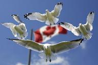 gulls-formation-flag-sky-blue-540791.jpg