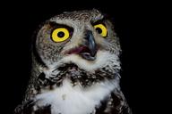 raptor-tuscany-ferragosto-owl-eyes-1668249.jpg