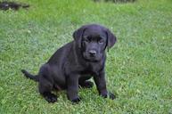 labrador-bitch-puppy-1369502.jpg