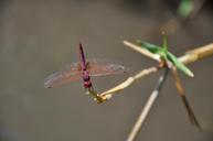 dragonfly-red-bug-nature-insect-525209.jpg