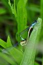 dragonfly-insect-pairing-pond-122772.jpg