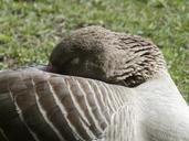 bean-goose-sleeping-feathered-329415.jpg