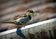 sparrow-bird-a-lone-beak-nature-827374.jpg