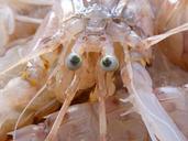 galley-crustacean-eyes-1073372.jpg