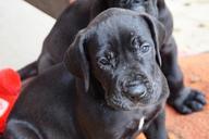 puppy-dog-great-dane-black-pet-456466.jpg