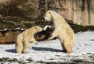 polar-bear-play-fight-predator-1175481.jpg