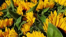 sunflower-sunflower-field-bouquet-1622790.jpg