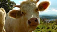 cow-animal-cow-head-cows-cattle-277727.jpg