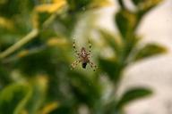 garden-spider-spin-cobweb-garden-474945.jpg