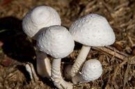 fungus-white-mushroom-toadstool-622412.jpg