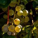 grapes-cluster-fruit-food-harvest-411719.jpg