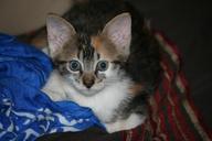 kitten-grey-head-69256.jpg