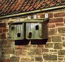 birds-bird-box-birdhouse-box-nest-874539.jpg