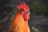 rooster-head-rooster-head-poultry-248031.jpg