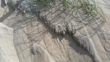 dunes-sand-dune-grass-sea-wind-1642633.jpg