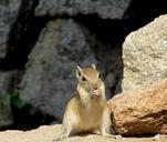 squirrel-folded-hands-eating-hampi-287738.jpg