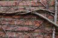 wall-tree-roots-entwine-facade-278358.jpg