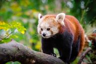 Red_Panda.jpg