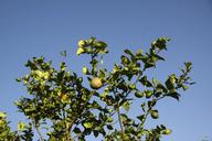 lemon-tree-lemon-fruit-tree-citrus-1349367.jpg