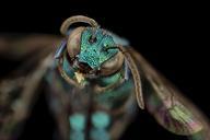 bee_bright_geeen,_m,_argentina,_face2_2014-08-07-17.21.49_ZS_PMax.jpg