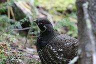 willow-ptarmigan-bird-wildlife-1192600.jpg