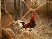 rooster-cage-poultry-bird-691421.jpg