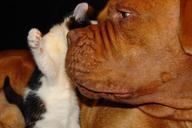 kitten-cat-dogue-de-bordeaux-dog-71706.jpg