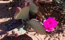 desert-flower-desert-cactus-cacti-301779.jpg