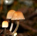 fungi-autumn-forest-1014157.jpg