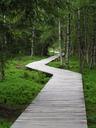 boardwalk-wooden-track-forest-moor-1261985.jpg