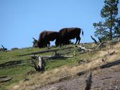 buffalo-wild-animal-nature-mammal-643156.jpg