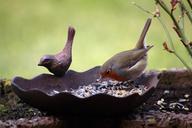 robin-bird-bird-seed-bird-bath-167649.jpg