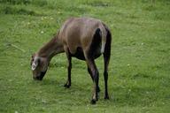 sheep-cameroon-sheep-meadow-grass-424452.jpg