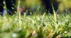 grass-water-plant-natural-498628.jpg