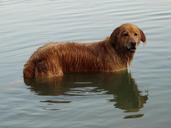 dog-lake-swim-water-sports-641540.jpg