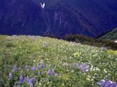 wildflowers-mountains-blue-blooms-18932.jpg