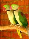 parrots-tropical-birds-couple-340284.jpg