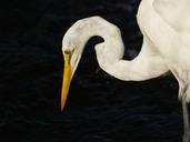 egret-bird-white-wildlife-wild-1160879.jpg