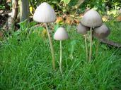 mushrooms-fungi-nature-green-951305.jpg