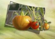 tomatoes-yellow-red-vegetables-200901.jpg